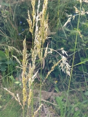 Pseudarrhenatherum longifolium