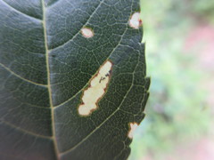 Insecta