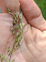 Pseudarrhenatherum longifolium