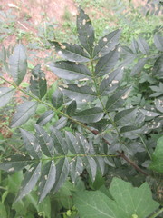 Insecta