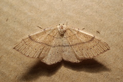 Cyclophora ruficiliaria