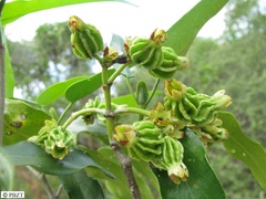 Coptosperma