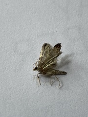 Aglossa costiferalis