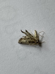 Aglossa costiferalis
