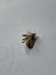 Aglossa costiferalis