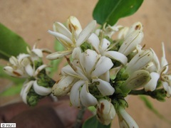 Coptosperma