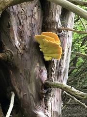 Laetiporus sulphureus