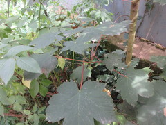 Acer pseudoplatanus