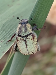 Hoplia bilineata
