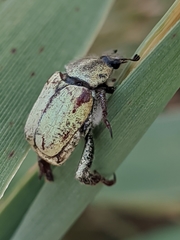 Hoplia bilineata