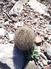 Echinomastus durangensis