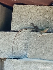 Ctenosaura acanthura