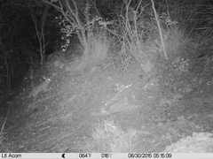 Sylvilagus cunicularius