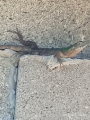 Ctenosaura acanthura