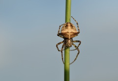 Gibbaranea bituberculata