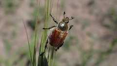 Chaetopteroplia segetum