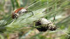 Chaetopteroplia segetum