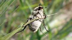 Chaetopteroplia segetum