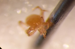 Parasitellus fucorum