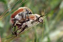 Chaetopteroplia segetum