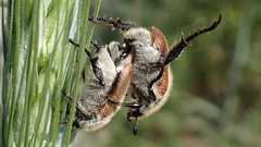 Chaetopteroplia segetum