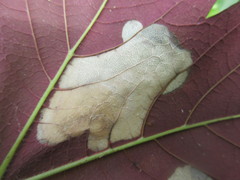 Trachys minutus