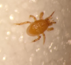 Parasitellus fucorum