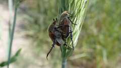 Chaetopteroplia segetum