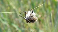 Chaetopteroplia segetum