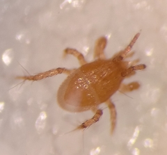 Parasitellus fucorum