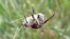 Chaetopteroplia segetum