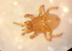 Parasitellus fucorum