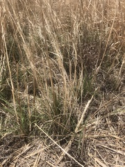 Hesperostipa comata