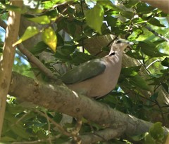 Streptopelia semitorquata