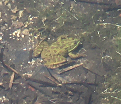 Lithobates chiricahuensis