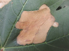 Trachys minutus