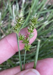 Carex spicata