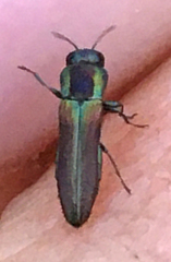 Agrilaxia arizonae