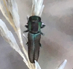 Agrilaxia arizonae