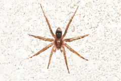 Sagana rutilans