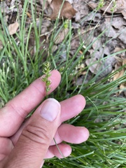 Carex spicata