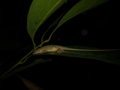 Anolis gaigei