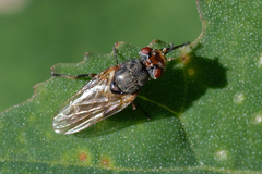 Tetanops