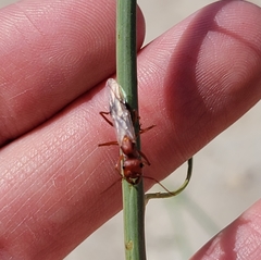 Cataglyphis nodus