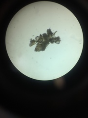 Ellisolandia elongata