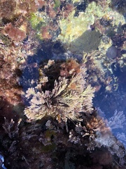 Ellisolandia elongata