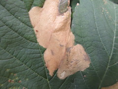 Trachys minutus