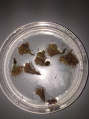 Ellisolandia elongata