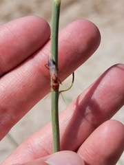 Cataglyphis nodus
