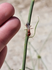 Cataglyphis nodus